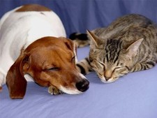 POSTER LUCIDO CANE E GATTO